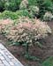 Salix integra ´Hakuro Nishiki´