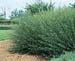 Salix purpurea ´Nana´