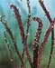 Salix sacchalinensis ´Sekka´