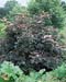 Sambucus nigra ´Purpurea´