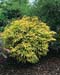Sambucus racemosa ´Sutherland Gold´