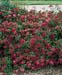 Spiraea japonica ´Anthony Waterer