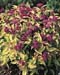 Spiraea japonica ´Gold Flame´