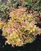Spiraea japonica ´Goldmound´