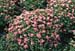 Spiraea japonica ´Little Princess´