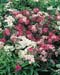 Spiraea japonica ´Shirobana´