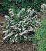 Spiraea nipponica ´Snowmound´