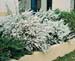 Spiraea thunbergii