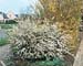 Spiraea x arguta
