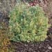 Spiraea x vanhouttei Pink Ice