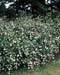 Symphoricarpos albus ´White Hedge´