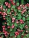 Symphoricarpos x doorenbosii ´Magic Berry´