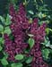 Syringa vulgaris ´Charles Joly´