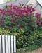Syringa vulgaris ´Charles X´