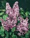 Syringa vulgaris ´Jan Van Tol´