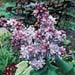 Syringa vulgaris ´Katherine Havemeyer´