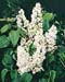 Syringa vulgaris ´Mme Lemoine´