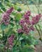 Syringa vulgaris ´Sensation´