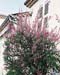 Syringa x persica ´Laciniata´