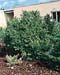 Ulmus x elegantissima ´Jacqueline Hillier´