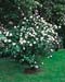 Viburnum carlesii