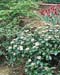 Viburnum davidii