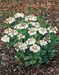 Viburnum opulus ´Compactum´2