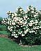 Viburnum opulus ´Roseum´