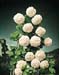 Viburnum opulus ´Roseum´2