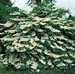 Viburnum plicatum ´Larnath´
