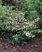 Viburnum plicatum ´Pink Beauty´