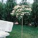 Viburnum plicatum ´watanabe´