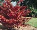 Viburnum plicatum