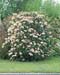 Viburnum rhytidophyllum