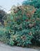 Viburnum rhytidophyllum2