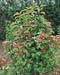 Viburnum sargentii ´Onondaga´
