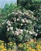 Viburnum tinus