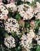 Viburnum tinus2
