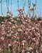 Viburnum x bodnantense