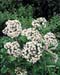 Viburnum x burkwoodii