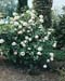 Viburnum x carlcephalum