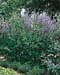 Vitex agnus-castus
