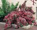 Weigela ´Abel Carriere´