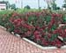 Weigela ´Bristol Ruby´