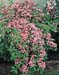 Weigela ´Conquête´