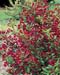 Weigela ´Newport Red´