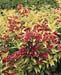 Weigela Briant Rubidor