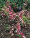Weigela Carnaval