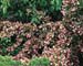 Weigela Feline