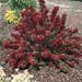 Weigela Nain Rouge